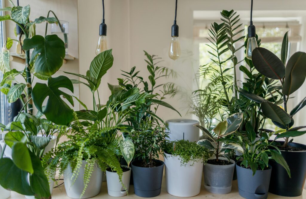 A collection of leafy companions creating a calming, nature-inspired corner for plant lovers and mindful living.